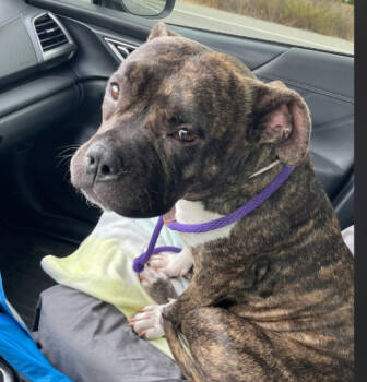 Rescue American Staffordshire Terrier Dogs for Adoption in San Diego, California - Sundae | PetCurious