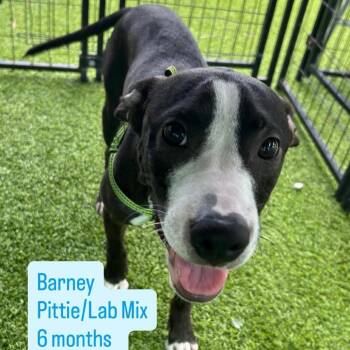 Barney -  American Staffordshire Terrier and Black Labrador Retriever Dog for Adoption in Tampa, Florida - Barney | PetCurious