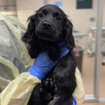 Ally A2296077 -  Cocker Spaniel Dog for Adoption in Los Angeles, California - Ally A2296077 | PetCurious