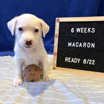 701I (2026) Macaron -  Yellow Labrador Retriever and Mixed Breed Dog for Adoption in Parker, Colorado - 701I (2026) Macaron | PetCurious