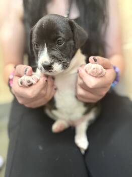 Rescue Terrier Dogs for Adoption in Corinth, Mississippi - Cranberry 25D-356 | PetCurious