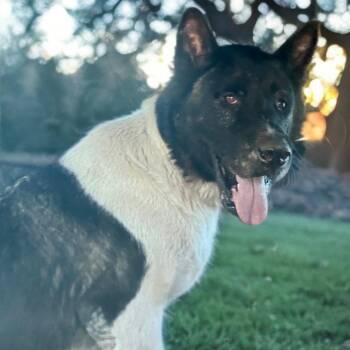 Zeke -  Akita Dog for Adoption in Sumter, South Carolina - Zeke | PetCurious