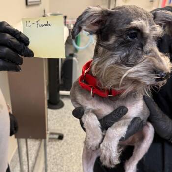 Espresso -  Schnauzer and Mixed Breed Dog for Adoption in Great Falls, Montana - Espresso | PetCurious