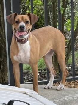 Beagle and Boxer Dogs Available for Adoption in Irwin, Pennsylvania - Addie | PetCurious
