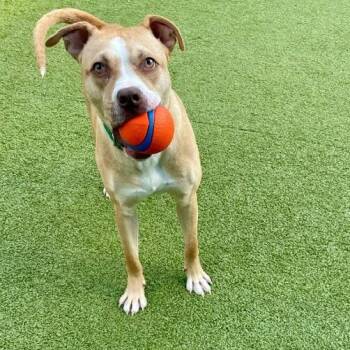 Charlie -  Pit Bull Terrier Dog for Adoption in Greensboro, North Carolina - Charlie | PetCurious