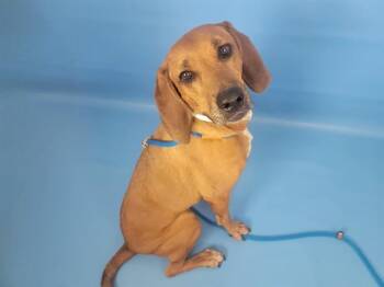 ZOE -  Redbone Coonhound Dog for Adoption in Colorado Springs, Colorado - ZOE | PetCurious