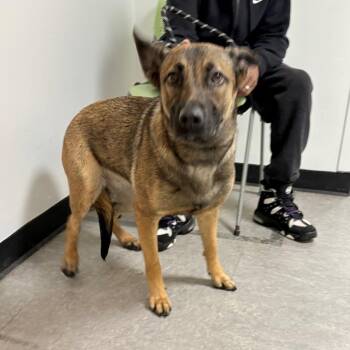 Belgian Shepherd Malinois Dogs Available for Adoption in Philadelphia, Pennsylvania - Dora | PetCurious