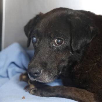 HIMAN -  American Staffordshire Terrier Dog for Adoption in San Antonio, Texas - HIMAN | PetCurious