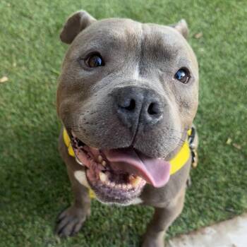Pit Bull Terrier Dogs Available for Adoption in Charlotte, North Carolina - Reuben | PetCurious