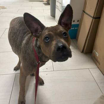 Simone -  Mixed Breed Dog for Adoption in Lufkin, Texas - Simone | PetCurious