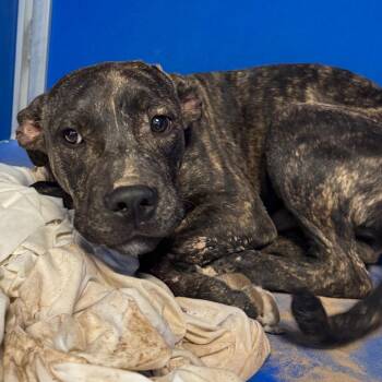 108798 -  Mixed Breed Dog for Adoption in Las Cruces, New Mexico - 108798 | PetCurious