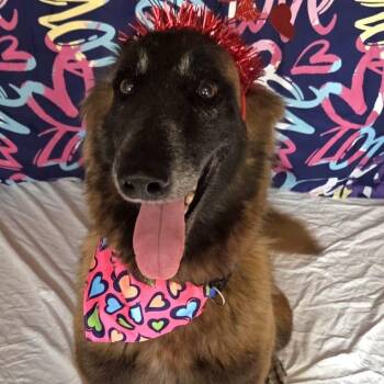 Belgian Shepherd Malinois Dogs Available for Adoption in Baldwin, Maryland - Atabey | PetCurious