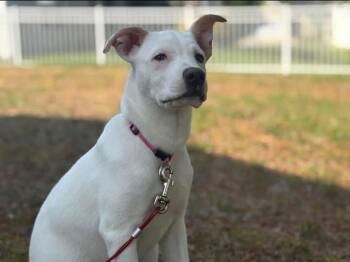 Mixed Breed Dogs Available for Adoption in Myrtle Beach, South Carolina - Liz | PetCurious