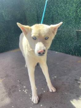 Siberian Husky and Mixed Breed Dogs Available for Adoption in El Paso, Texas - 60963705 | PetCurious