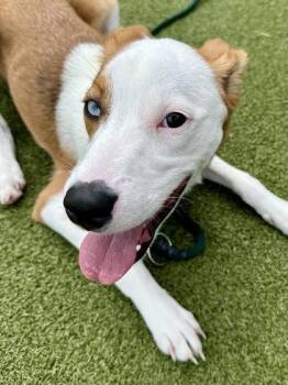 Lillipup -  Mixed Breed Dog for Adoption in Wichita, Kansas - Lillipup | PetCurious