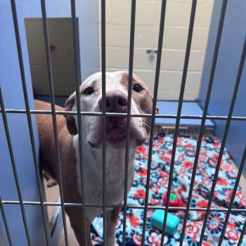 Sophie -  Mixed Breed and None Dog for Adoption in South Haven, Michigan - Sophie | PetCurious