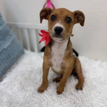 German Shepherd Dog and Labrador Retriever Dogs Available for Adoption in Friendswood, Texas - Luna Celestial  | PetCurious