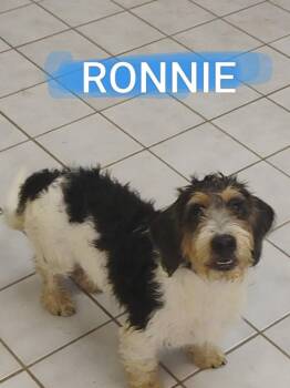 RONNIE -  Schnauzer Dog for Adoption in Saint Jo, Texas - RONNIE | PetCurious