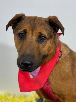 Alvin-One of our Amazing Rescue Dogs -  Rhodesian Ridgeback and German Shepherd Dog Dog for Adoption in Carlsbad, California - Alvin-One Of Our Amazing Rescue Dogs | PetCurious
