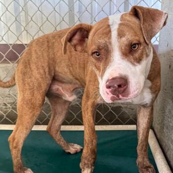 Ellison -  Pit Bull Terrier Dog for Adoption in Jacksonville, Arkansas - Ellison | PetCurious