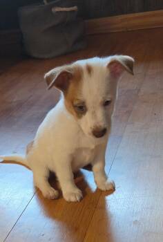 Nachos CA -  Chihuahua Dog for Adoption in Hillside, Illinois - Nachos CA | PetCurious