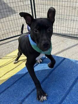 Pit Bull Terrier and Mixed Breed Dogs Available for Adoption in Daytona Beach, Florida - Glory - 1 | PetCurious