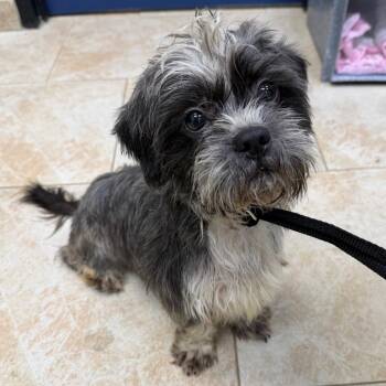 Johnny -  Shih Tzu Dog for Adoption in Galveston, Texas - Johnny | PetCurious