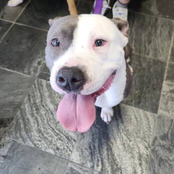 Nala -  Terrier Dog for Adoption in Clearwater, Florida - Nala | PetCurious