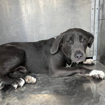 Esteban -  Shepherd and Mixed Breed Dog for Adoption in Edinburg, Texas - Esteban | PetCurious