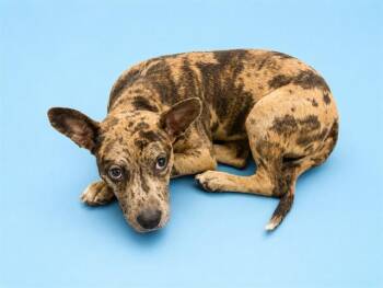 ZORO -  American Bulldog and Mixed Breed Dog for Adoption in Doral, Florida - ZORO | PetCurious
