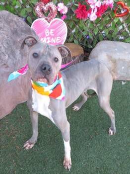 Pit Bull Terrier and Mixed Breed Dogs Available for Adoption - LAKE | PetCurious