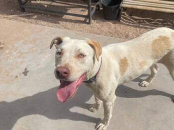 Leonidas -  Pit Bull Terrier and Mixed Breed Dog for Adoption in El Paso, Texas - Leonidas | PetCurious