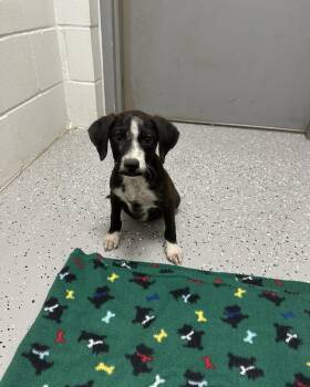 Rescue Mixed Breed Dogs for Adoption in Huntsville, Texas - Brock | PetCurious