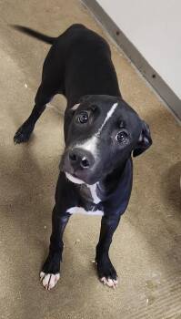 Delilah -  Great Dane and Mixed Breed Dog for Adoption in Belton, Texas - Delilah | PetCurious