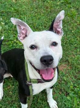 Watkins -  Pit Bull Terrier Dog for Adoption in Chicago, Illinois - Watkins | PetCurious