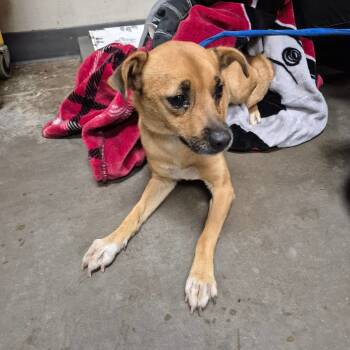 Rescue Mixed Breed Dogs for Adoption in Yuma, Arizona - Cook | PetCurious