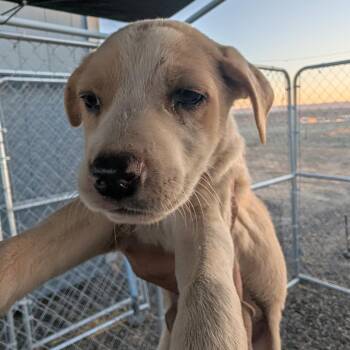Dolly -  Mixed Breed Dog Available for Adoption in Spanish Fork, Utah - Dolly | PetCurious