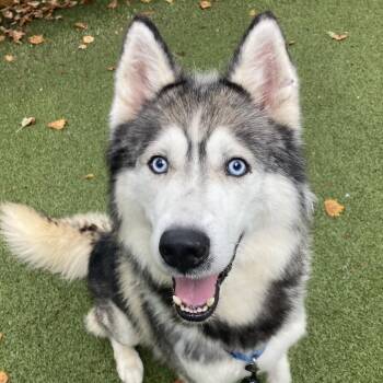 Fisher -  Siberian Husky Dog for Adoption in Providence, Rhode Island - Fisher | PetCurious