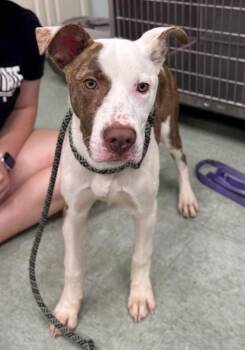 Mixed Breed Dogs Available for Adoption in Danielsville, Georgia - Mazie | PetCurious