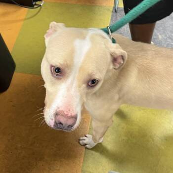 Ronti -  Mixed Breed Dog for Adoption in Philadelphia, Pennsylvania - Ronti | PetCurious
