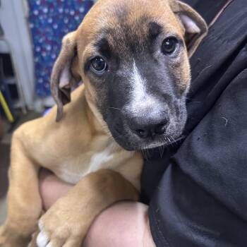Travis -  Boxer Dog for Adoption in Summerville, South Carolina - Travis | PetCurious
