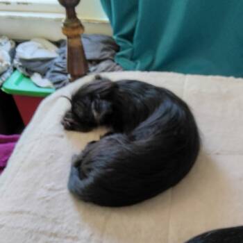 Angel -  Yorkshire Terrier Dog for Adoption in Webster, Texas - Angel | PetCurious