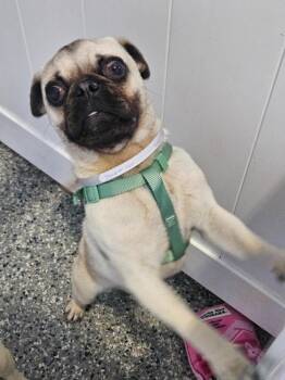 Pug Dogs Available for Adoption in Gardena, California - Beaker | PetCurious