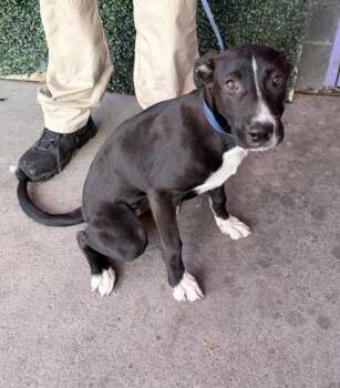 Shepherd and Mixed Breed Dogs Available for Adoption in El Paso, Texas - 61057976 | PetCurious