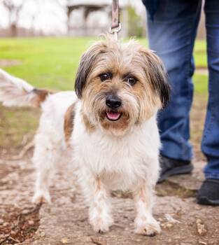 Shih Tzu and Terrier Dogs Available for Adoption - Cheeto | PetCurious