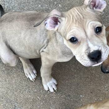 American Staffordshire Terrier and Mixed Breed Dogs Available for Adoption in Cartersville, Georgia - KitKat-Green | PetCurious