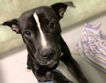 Rescue Mixed Breed Dogs for Adoption in Durham, North Carolina - Ingrid | PetCurious