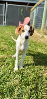 Rescue Hound and Mixed Breed Dogs for Adoption in Hudson, New York - Corey | PetCurious