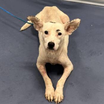 Dottie -  Chihuahua and Mixed Breed Dog for Adoption in Greensboro, North Carolina - Dottie | PetCurious