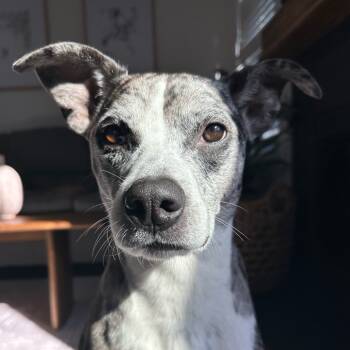 Rescue Mixed Breed and Australian Cattle Dog Blue Heeler Dogs for Adoption in Naperville, Illinois - Odie | PetCurious